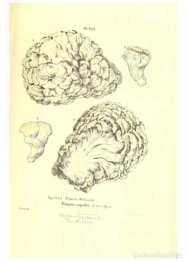 Coleccionismo de Revistas y Peri&oacute;dicos: Reproducci&oacute;n/Reproduction 6266428895: Iconographie des champignons de Paulet New York,H. Bailli&egrave;re;