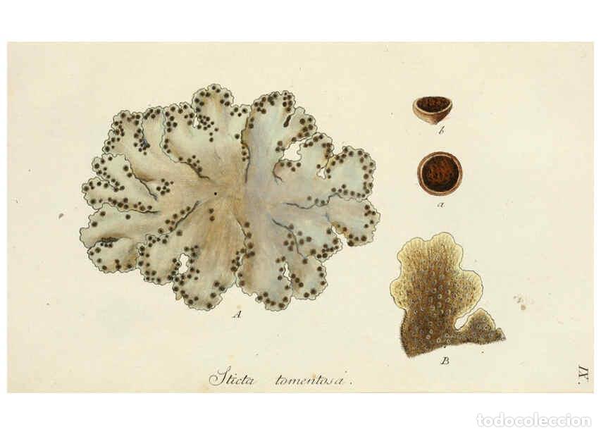 Coleccionismo de Revistas y Peri&oacute;dicos: Reproducci&oacute;n/Reproduction 6266888836: Lichenes Americani Norimbergae :J. Sturm,1811 - Olof Swartz