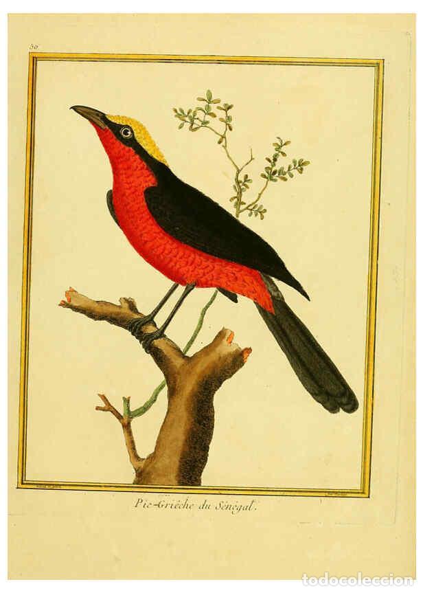 Coleccionismo de Revistas y Peri&oacute;dicos: Reproducci&oacute;n/Reproduction 6008648729: Planches enlumin&eacute;es d'histoire naturelle t.1 Paris? :s.n.,1765