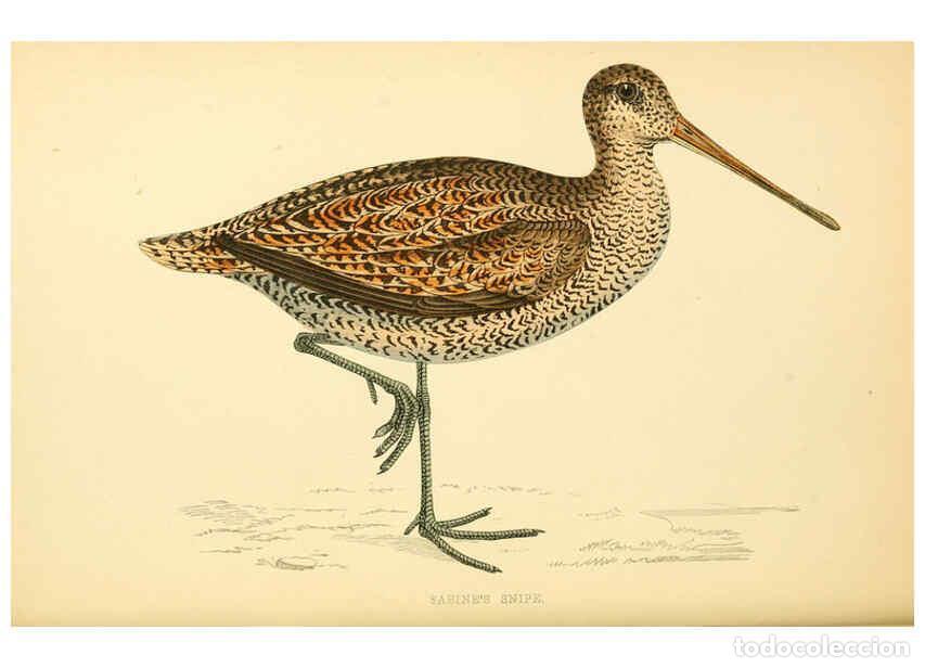 Coleccionismo de Revistas y Peri&oacute;dicos: Reproducci&oacute;n/Reproduction 6009019526: A history of British birds. v.6 London,Groombridge and Sons,[1