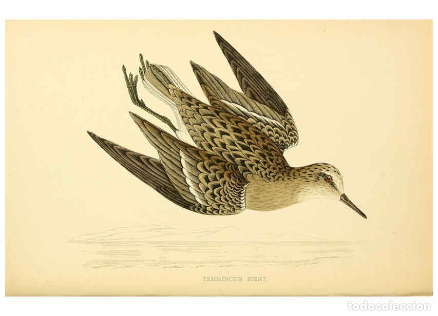 Coleccionismo de Revistas y Peri&oacute;dicos: Reproducci&oacute;n/Reproduction 6008474897: A history of British birds. v.6 London,Groombridge and Sons,[1