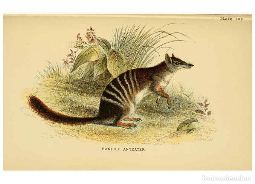 Collectionnisme de Revues et Journaux: Reproducci&oacute;n/Reproduction 6008356875: A hand-book to the marsupialia and monotremata London :E. Lloy