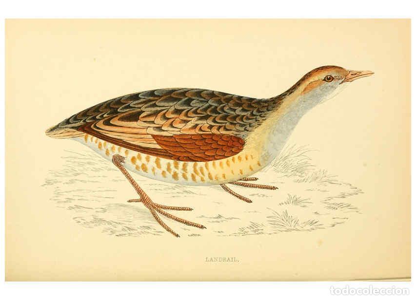 Collectionnisme de Revues et Journaux: Reproducci&oacute;n/Reproduction 6008476827: A history of British birds. v.6 London,Groombridge and Sons,[1