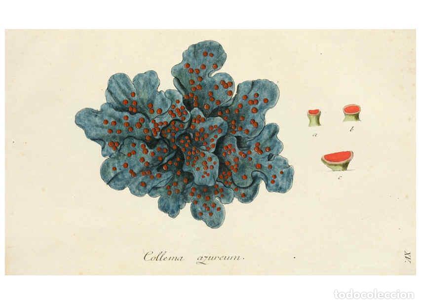 Collectionnisme de Revues et Journaux: Reproducci&oacute;n/Reproduction 6266362933: Lichenes Americani Norimbergae :J. Sturm,1811 - Olof Swartz
