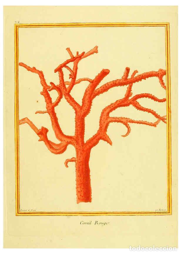 Collectionnisme de Revues et Journaux: Reproducci&oacute;n/Reproduction 6009189750: Planches enlumin&eacute;es d'histoire naturelle t.1 Paris? :s.n.,1765