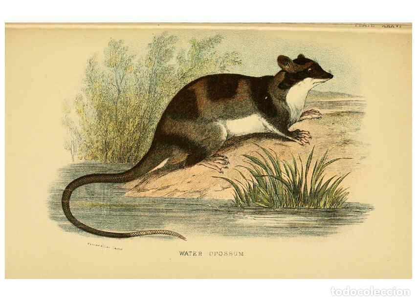 Collectionnisme de Revues et Journaux: Reproducci&oacute;n/Reproduction 6008906138: A hand-book to the marsupialia and monotremata London :E. Lloy