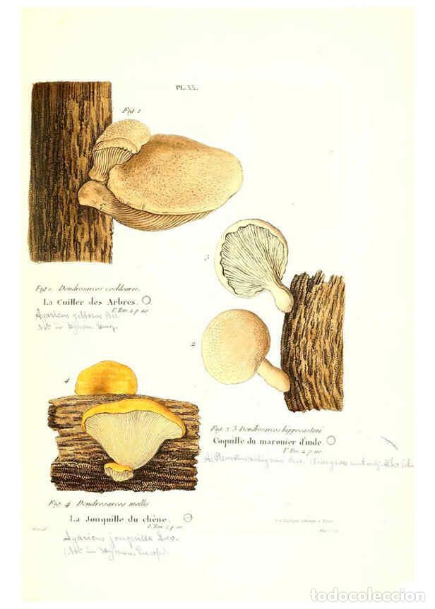 Collectionnisme de Revues et Journaux: Reproducci&oacute;n/Reproduction 6266954988: Iconographie des champignons de Paulet New York,H. Bailli&egrave;re;