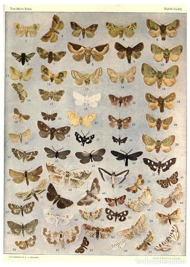 Collezionismo di Riviste e Giornali: Reproducci&oacute;n/Reproduction 6266864430: The moth book Garden City, New York :Doubleday, Page & company