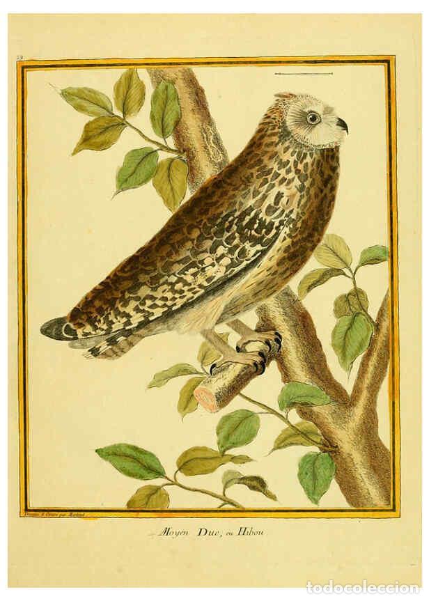 Collezionismo di Riviste e Giornali: Reproducci&oacute;n/Reproduction 6008641827: Planches enlumin&eacute;es d'histoire naturelle t.1 Paris? :s.n.,1765