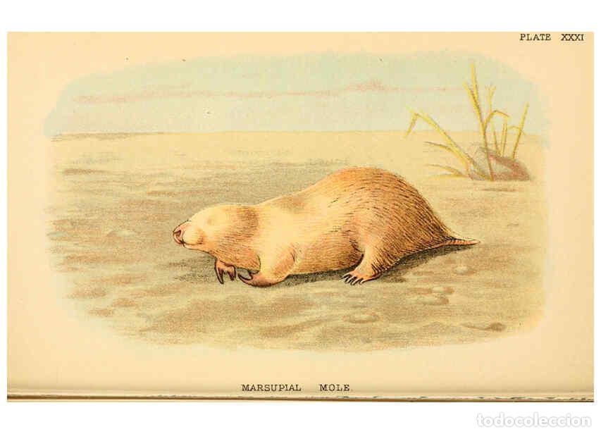 Collezionismo di Riviste e Giornali: Reproducci&oacute;n/Reproduction 6008904998: A hand-book to the marsupialia and monotremata London :E. Lloy