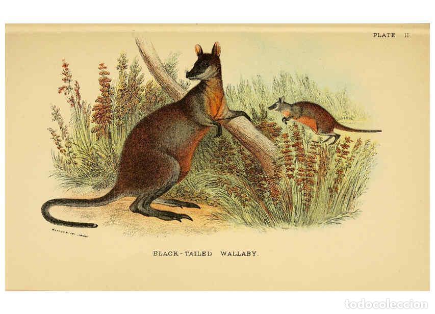 Collezionismo di Riviste e Giornali: Reproducci&oacute;n/Reproduction 6008372131: A hand-book to the marsupialia and monotremata London :E. Lloy