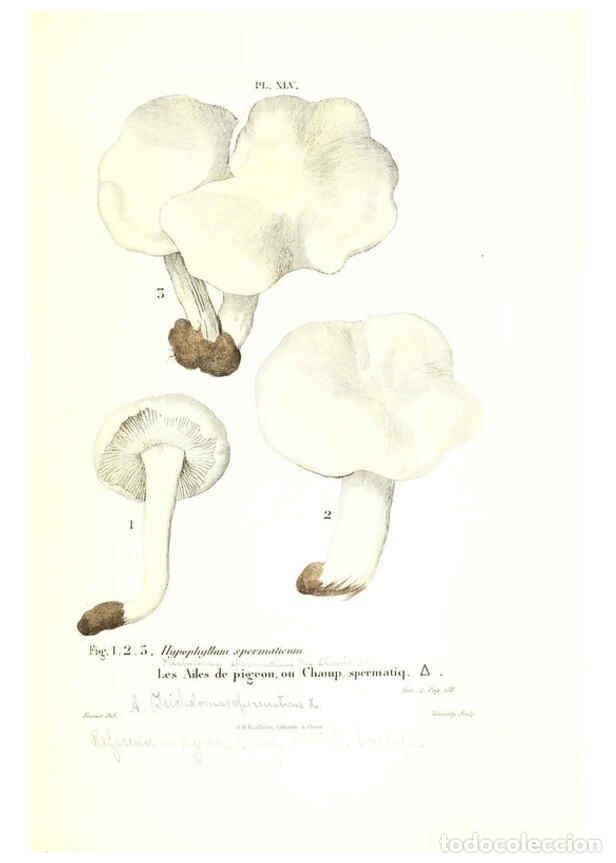Collezionismo di Riviste e Giornali: Reproducci&oacute;n/Reproduction 6266432075: Iconographie des champignons de Paulet New York,H. Bailli&egrave;re;