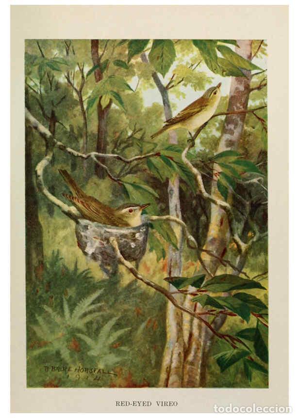 Collezionismo di Riviste e Giornali: Reproducci&oacute;n/Reproduction 6263699173: Bird biographies New York,Dodd, Mead,1923 - Alice Eliza Ball