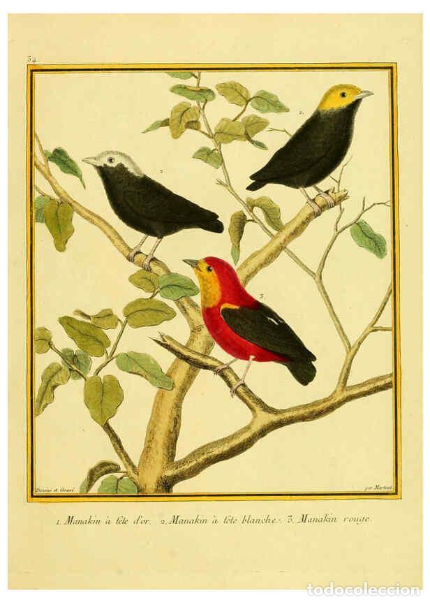 Collezionismo di Riviste e Giornali: Reproducci&oacute;n/Reproduction 6009192204: Planches enlumin&eacute;es d'histoire naturelle t.1 Paris? :s.n.,1765