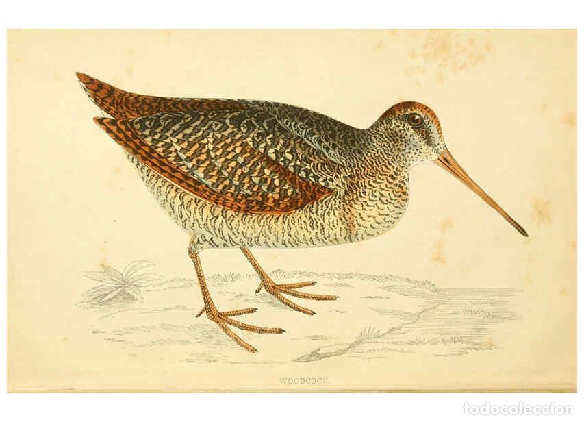 Collezionismo di Riviste e Giornali: Reproducci&oacute;n/Reproduction 6008470981: A history of British birds. v.6 London,Groombridge and Sons,[1