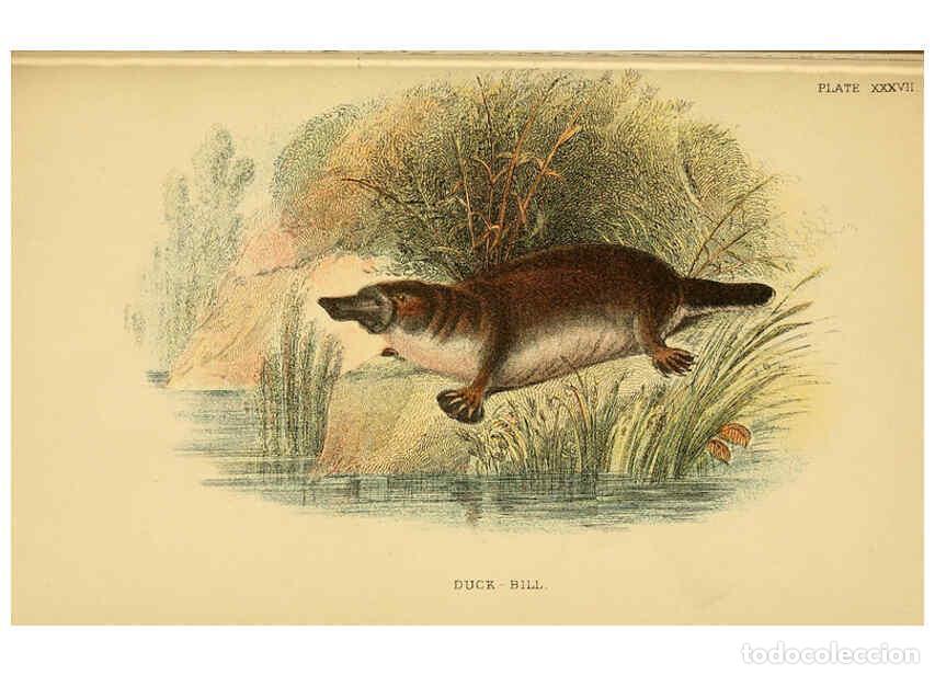 Collezionismo di Riviste e Giornali: Reproducci&oacute;n/Reproduction 6008906394: A hand-book to the marsupialia and monotremata London :E. Lloy