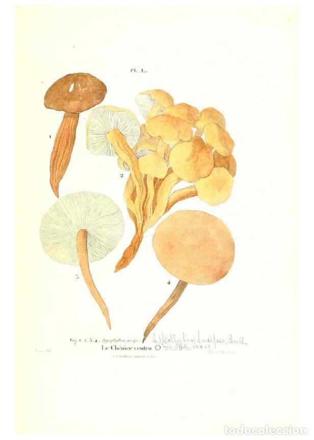 Collezionismo di Riviste e Giornali: Reproducci&oacute;n/Reproduction 6266961170: Iconographie des champignons de Paulet New York,H. Bailli&egrave;re;