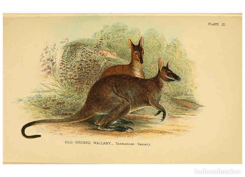 Collezionismo di Riviste e Giornali: Reproducci&oacute;n/Reproduction 6008920412: A hand-book to the marsupialia and monotremata London :E. Lloy