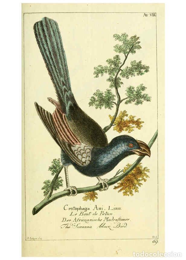 Collezionismo di Riviste e Giornali: Reproducci&oacute;n/Reproduction 6008533891: Gemeinn&uuml;zzige Naturgeschichte des Thierreichs bd 2 plates Berl