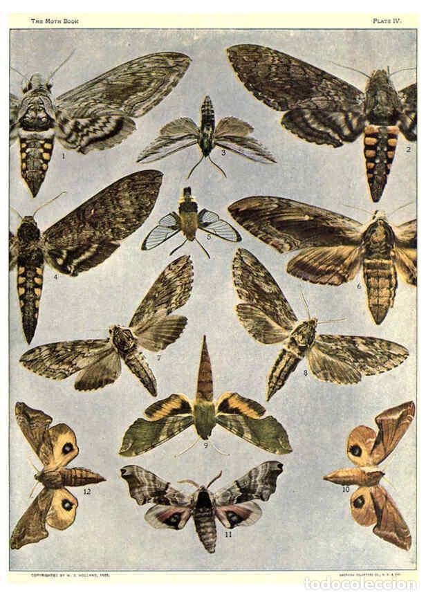 Collezionismo di Riviste e Giornali: Reproducci&oacute;n/Reproduction 6266855728: The moth book Garden City, New York :Doubleday, Page & company