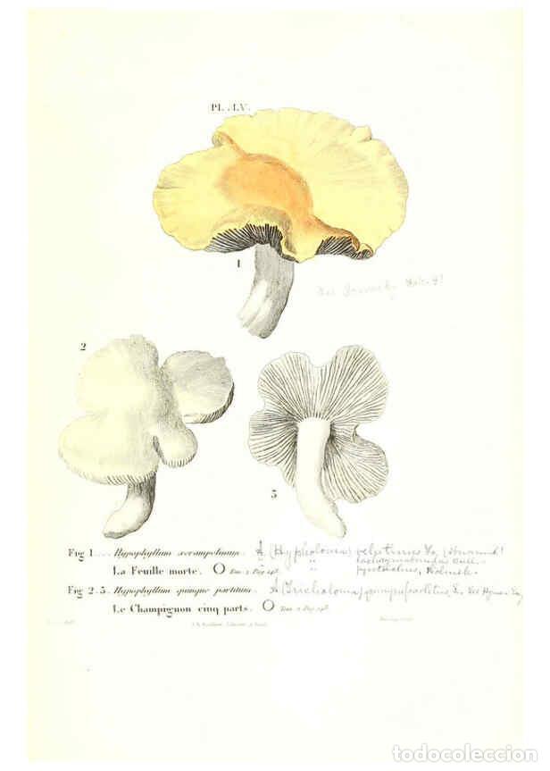 Collezionismo di Riviste e Giornali: Reproducci&oacute;n/Reproduction 6266433995: Iconographie des champignons de Paulet New York,H. Bailli&egrave;re;