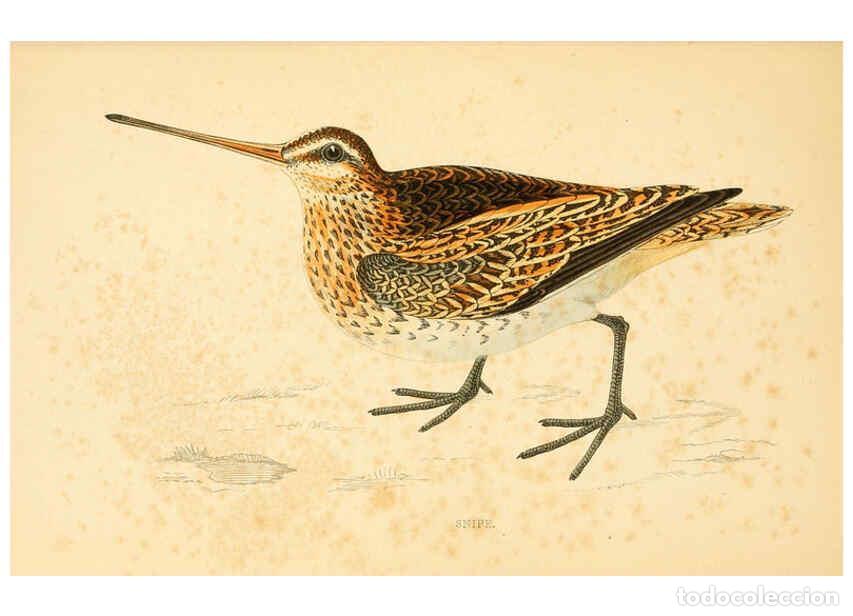 Collezionismo di Riviste e Giornali: Reproducci&oacute;n/Reproduction 6009018942: A history of British birds. v.6 London,Groombridge and Sons,[1