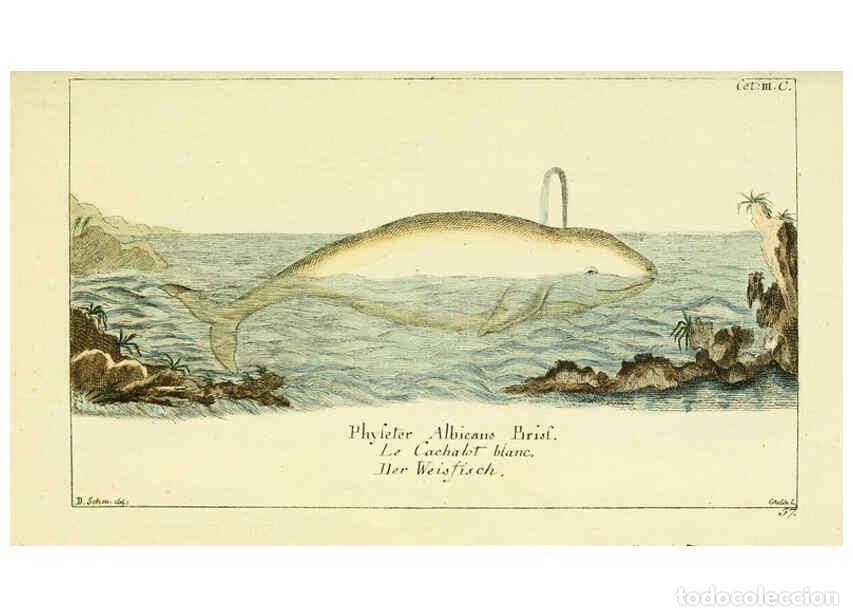 Collezionismo di Riviste e Giornali: Reproducci&oacute;n/Reproduction 6008530465: Gemeinn&uuml;zzige Naturgeschichte des Thierreichs bd 2 plates Berl