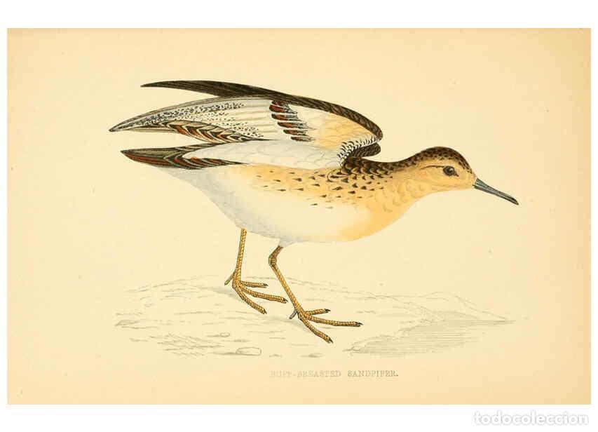 Collezionismo di Riviste e Giornali: Reproducci&oacute;n/Reproduction 6009021102: A history of British birds. v.6 London,Groombridge and Sons,[1