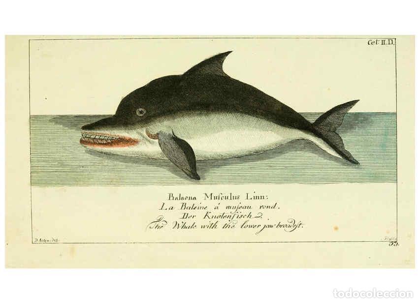 Collezionismo di Riviste e Giornali: Reproducci&oacute;n/Reproduction 6009077086: Gemeinn&uuml;zzige Naturgeschichte des Thierreichs bd 2 plates Berl