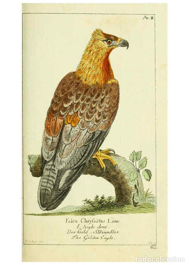 Collezionismo di Riviste e Giornali: Reproducci&oacute;n/Reproduction 6009079472: Gemeinn&uuml;zzige Naturgeschichte des Thierreichs bd 2 plates Berl