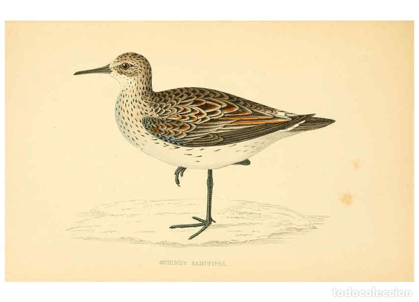 Collezionismo di Riviste e Giornali: Reproducci&oacute;n/Reproduction 6008475197: A history of British birds. v.6 London,Groombridge and Sons,[1