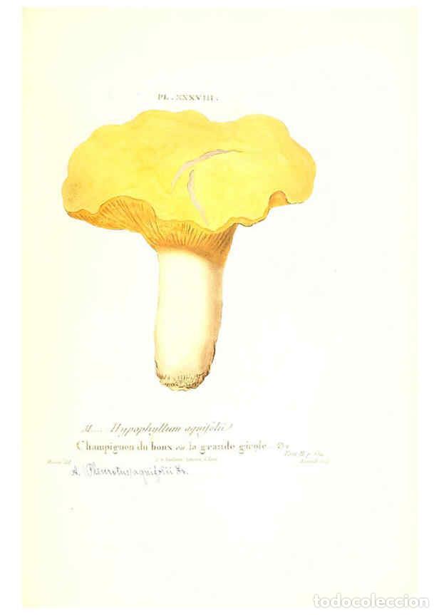 Collezionismo di Riviste e Giornali: Reproducci&oacute;n/Reproduction 6266430625: Iconographie des champignons de Paulet New York,H. Bailli&egrave;re;