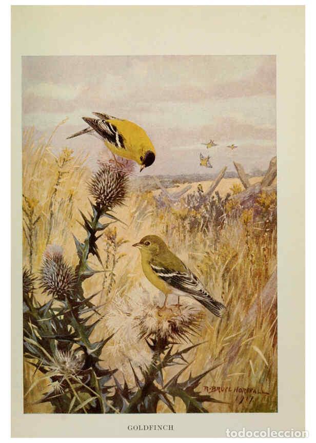 Collezionismo di Riviste e Giornali: Reproducci&oacute;n/Reproduction 6263697373: Bird biographies New York,Dodd, Mead,1923 - Alice Eliza Ball