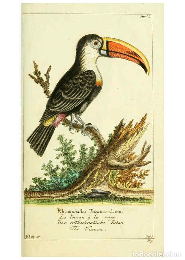 Collezionismo di Riviste e Giornali: Reproducci&oacute;n/Reproduction 6009080930: Gemeinn&uuml;zzige Naturgeschichte des Thierreichs bd 2 plates Berl