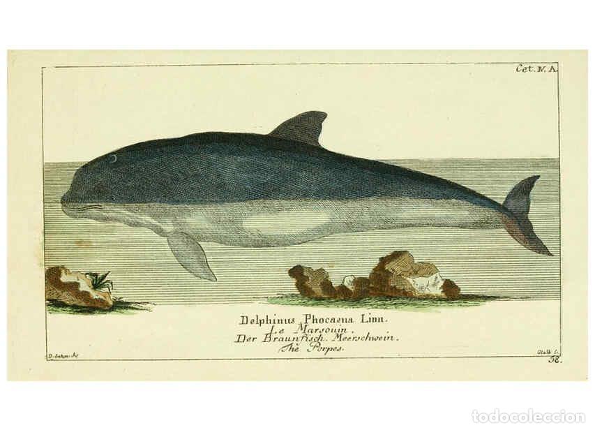 Collezionismo di Riviste e Giornali: Reproducci&oacute;n/Reproduction 6008530675: Gemeinn&uuml;zzige Naturgeschichte des Thierreichs bd 2 plates Berl