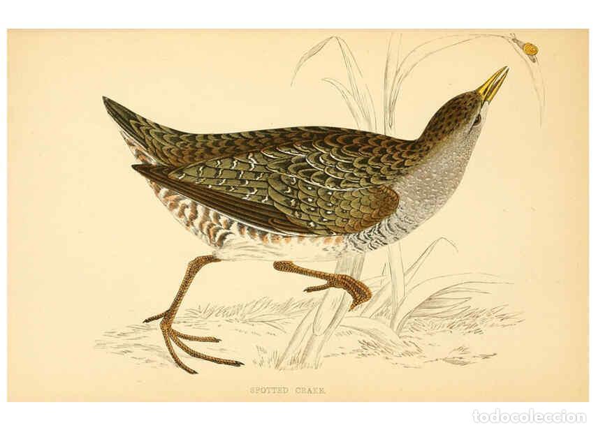 Collezionismo di Riviste e Giornali: Reproducci&oacute;n/Reproduction 6008477071: A history of British birds. v.6 London,Groombridge and Sons,[1