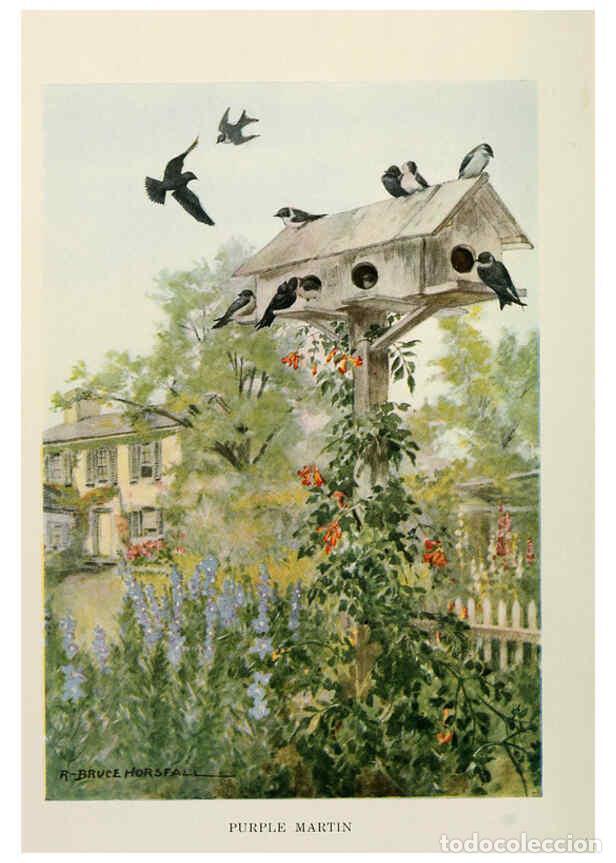 Collezionismo di Riviste e Giornali: Reproducci&oacute;n/Reproduction 6264221354: Bird biographies New York,Dodd, Mead,1923 - Alice Eliza Ball