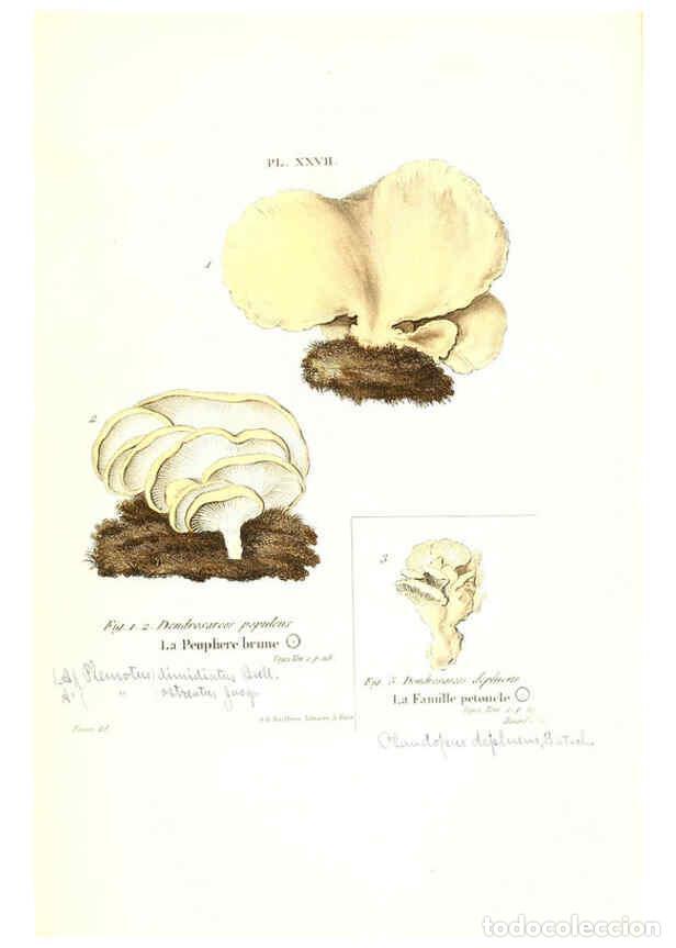 Collezionismo di Riviste e Giornali: Reproducci&oacute;n/Reproduction 6266428125: Iconographie des champignons de Paulet New York,H. Bailli&egrave;re;