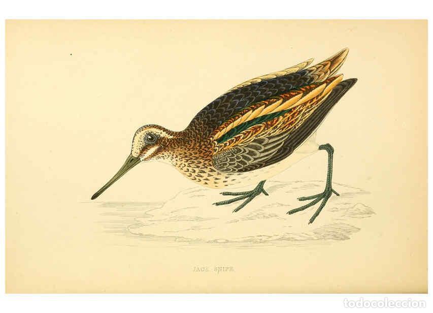 Collezionismo di Riviste e Giornali: Reproducci&oacute;n/Reproduction 6009019258: A history of British birds. v.6 London,Groombridge and Sons,[1