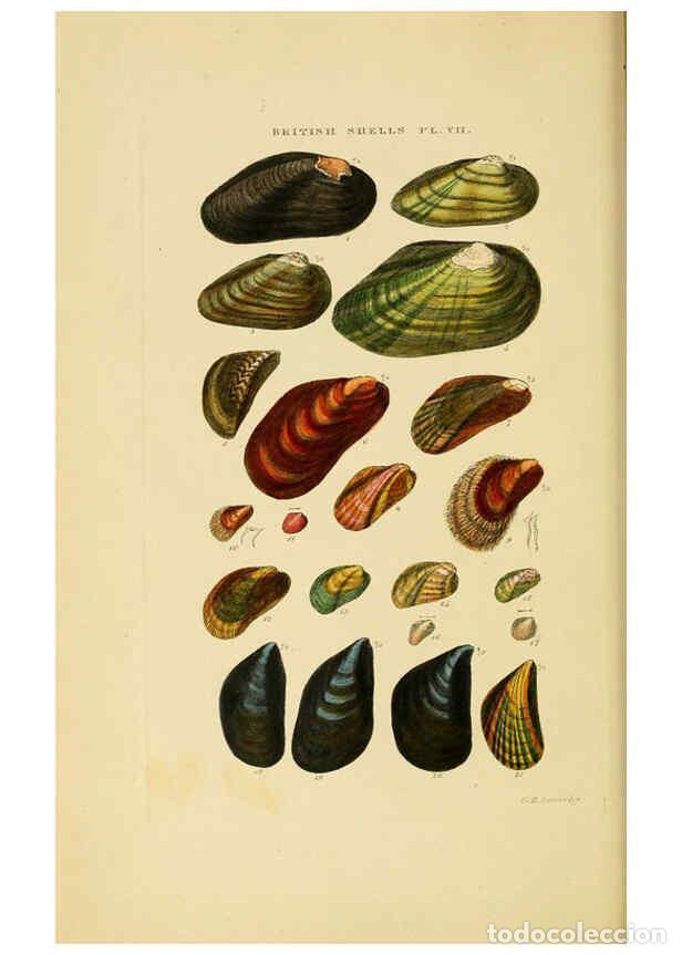 Sammeln von Zeitschriften und Zeitungen: Reproducci&oacute;n/Reproduction 6058588191: Illustrated index of British shells London :Simpkin, Marshall,