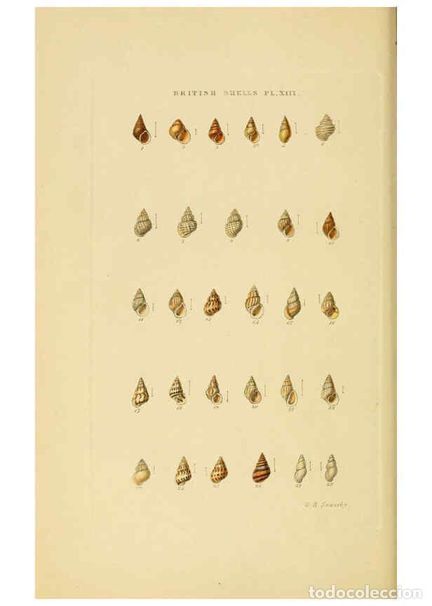 Collection Magazines and Newspapers: Reproducci&oacute;n/Reproduction 6059136992: Illustrated index of British shells London :Simpkin, Marshall,
