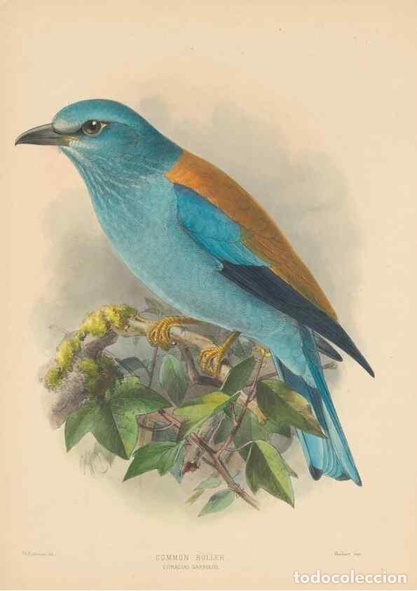 Collection Magazines and Newspapers: Reproducci&oacute;n/Reproduction 48706085013: A monograph of the Coraciidae, or family of the rollers.. Ken