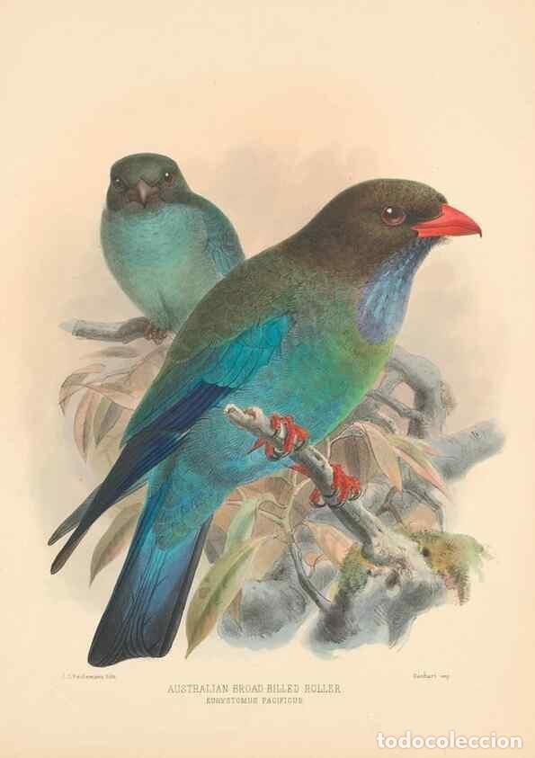 Collectionnisme de Revues et Journaux: Reproducci&oacute;n/Reproduction 48706090038: A monograph of the Coraciidae, or family of the rollers.. Ken