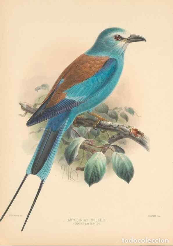 Collectionnisme de Revues et Journaux: Reproducci&oacute;n/Reproduction 48706417326: A monograph of the Coraciidae, or family of the rollers.. Ken