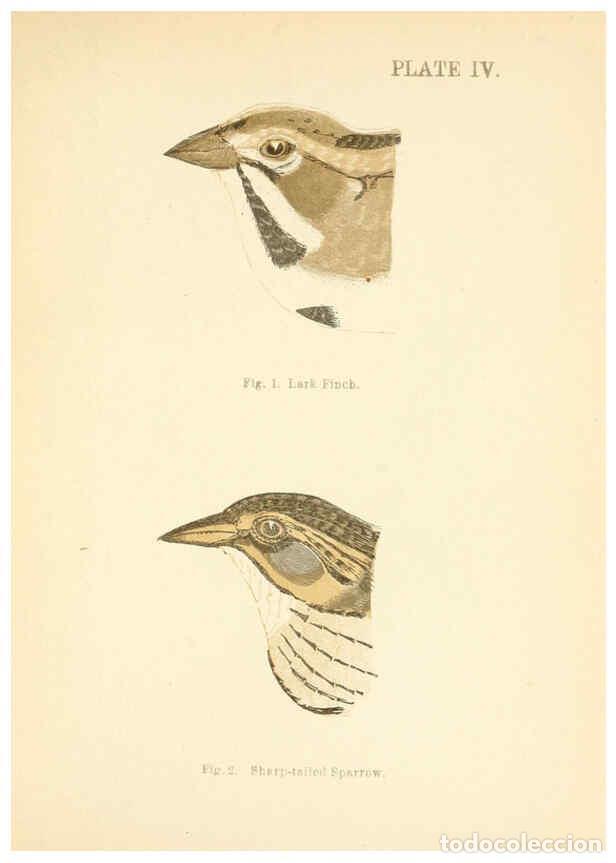 Sammeln von Zeitschriften und Zeitungen: Reproducci&oacute;n/Reproduction 6353317219: Handbook of the sparrows, finches, etc., of New England Newton