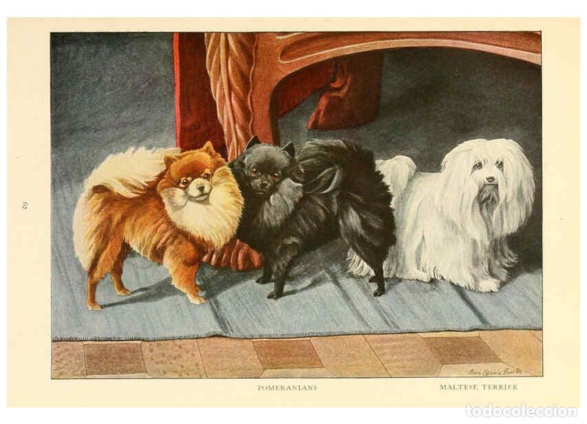 Sammeln von Zeitschriften und Zeitungen: Reproducci&oacute;n/Reproduction 6353227617: The book of dogs Washington, D. C.,The National geographic soc