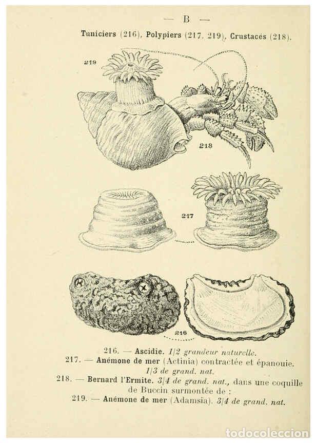 Sammeln von Zeitschriften und Zeitungen: Reproducci&oacute;n/Reproduction 6311733707: Atlas de poche des coquilles des c&ocirc;tes de France Paris,Librair