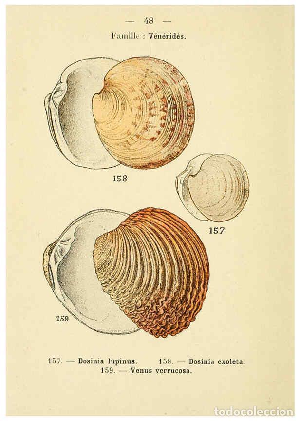 Sammeln von Zeitschriften und Zeitungen: Reproducci&oacute;n/Reproduction 6312250376: Atlas de poche des coquilles des c&ocirc;tes de France Paris,Librair