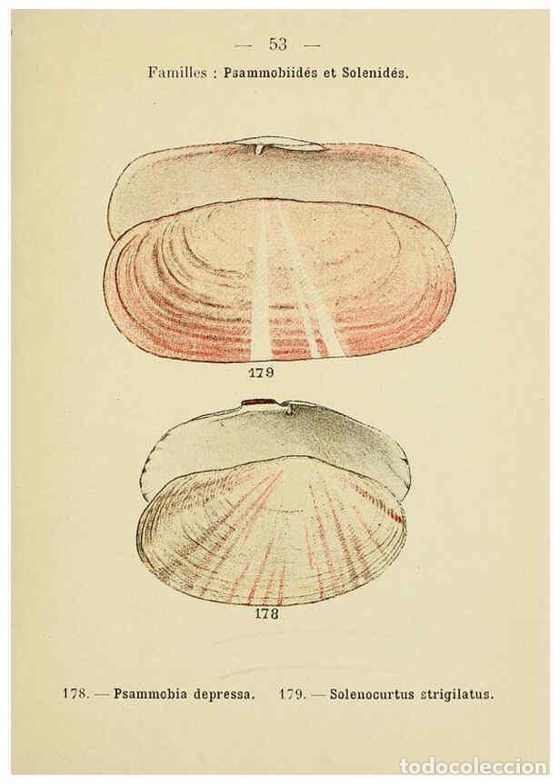 Sammeln von Zeitschriften und Zeitungen: Reproducci&oacute;n/Reproduction 6311730973: Atlas de poche des coquilles des c&ocirc;tes de France Paris,Librair