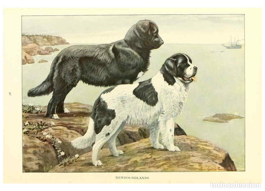 Sammeln von Zeitschriften und Zeitungen: Reproducci&oacute;n/Reproduction 6353222755: The book of dogs Washington, D. C.,The National geographic soc